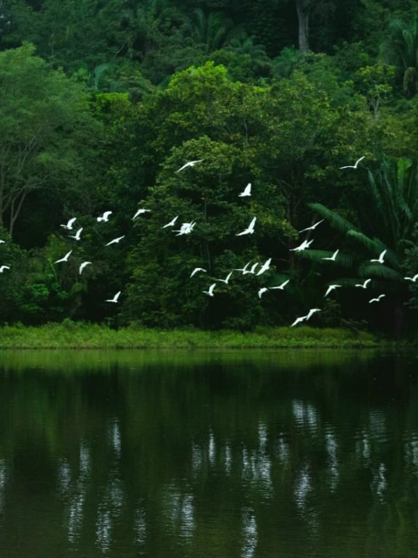 Los Chocuacos - Grazas sobre la laguna